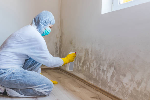 Mold Testing and Removal in Lampeter, PA