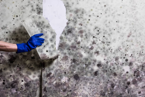 Mold Removal Process in Lampeter, PA